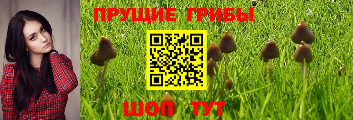Галлюциногенные грибы Cubensis Верхняя Салда